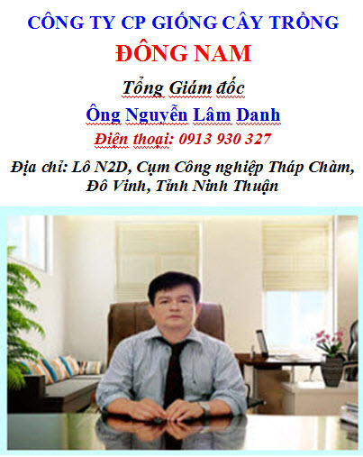 Dong nam 